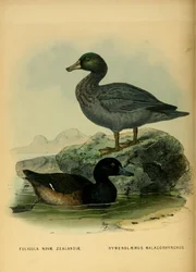 Illustration of the New Zealand Scaup and the Blue duck
